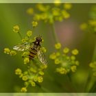 Leckerland für Schwebfliegen