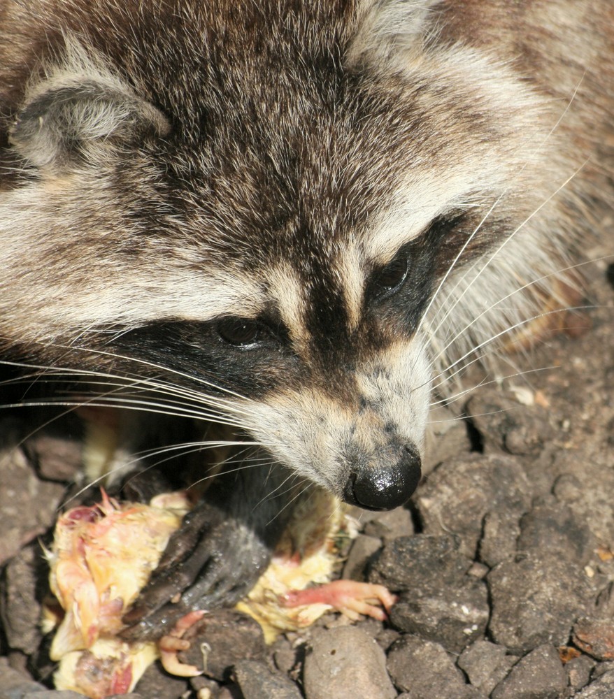 Lecker,lecker.....