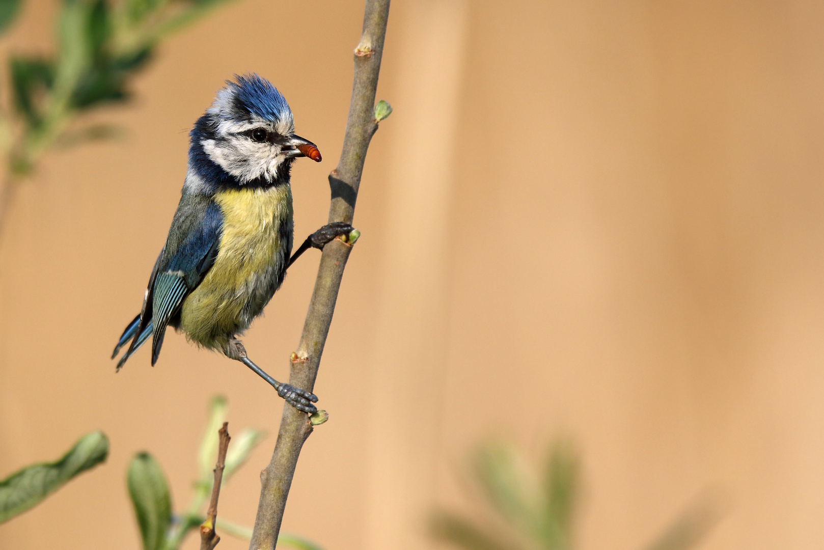 "LECKERLI" für die Blaumeisen-Kinderle