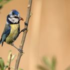 "LECKERLI" für die Blaumeisen-Kinderle