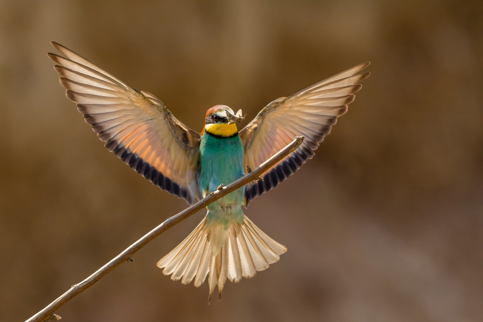 Leckerli im Anflug