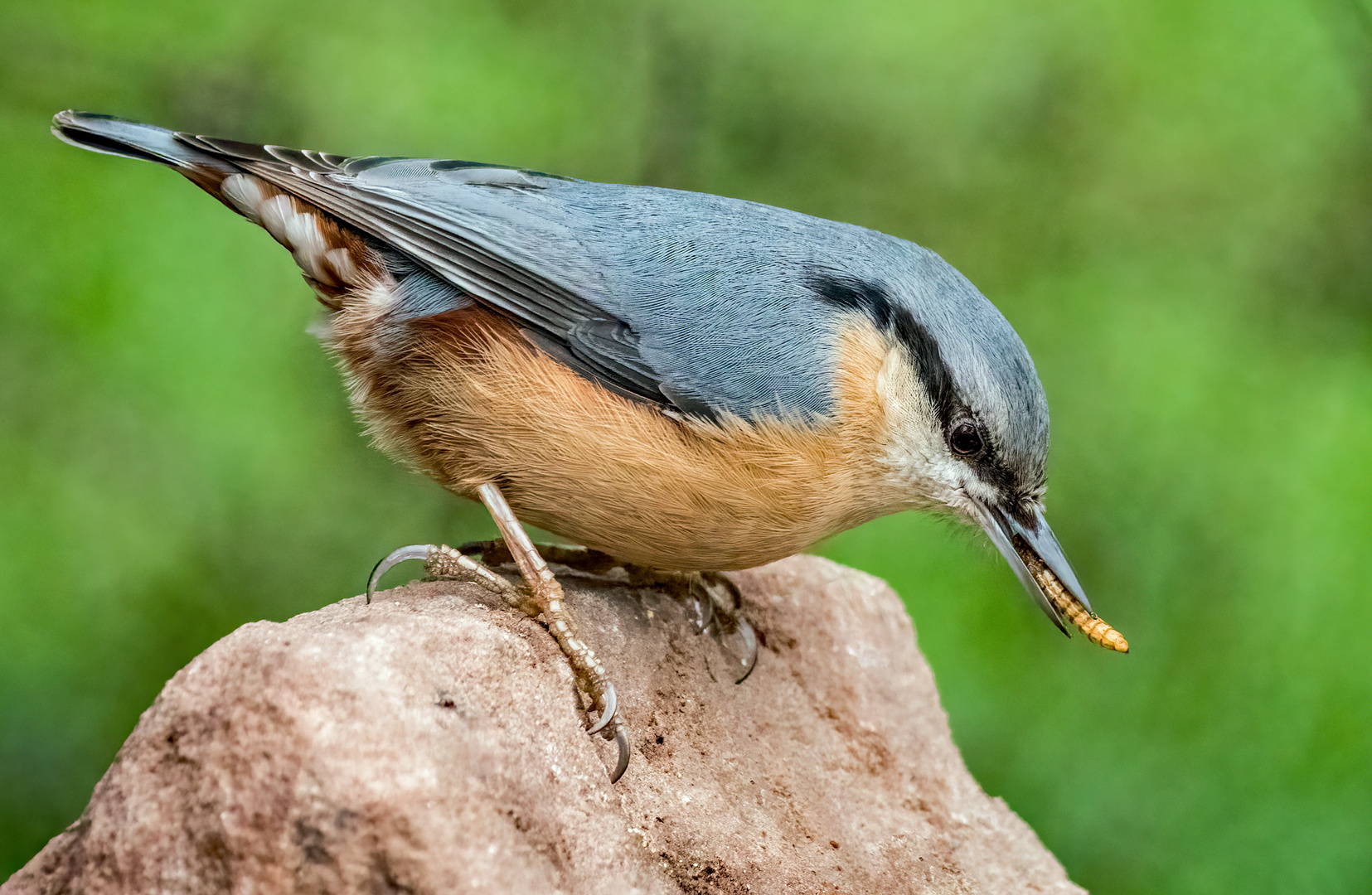 "LECKERLI" (ISO 6400)