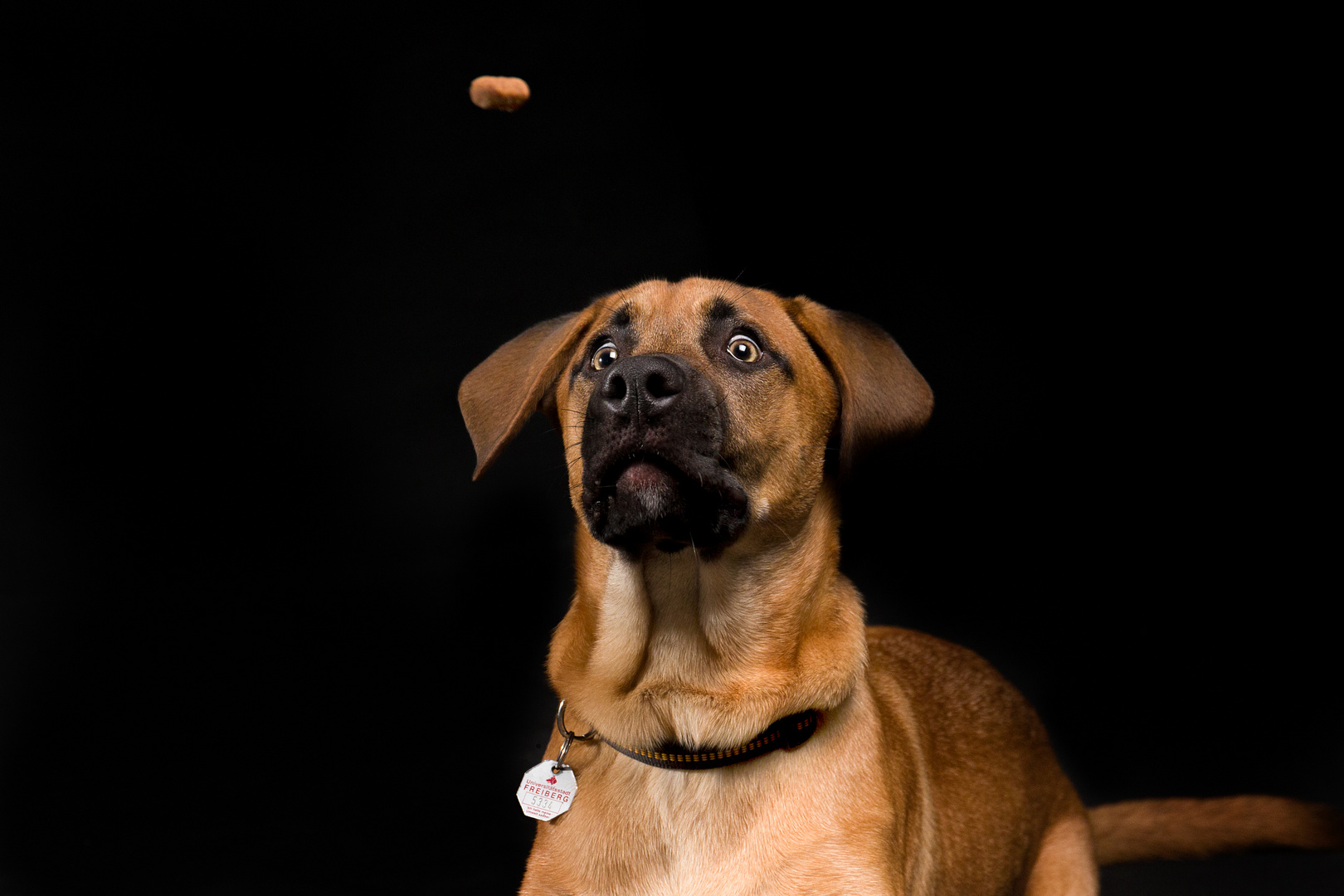 Leckerli und Labradormix Joker