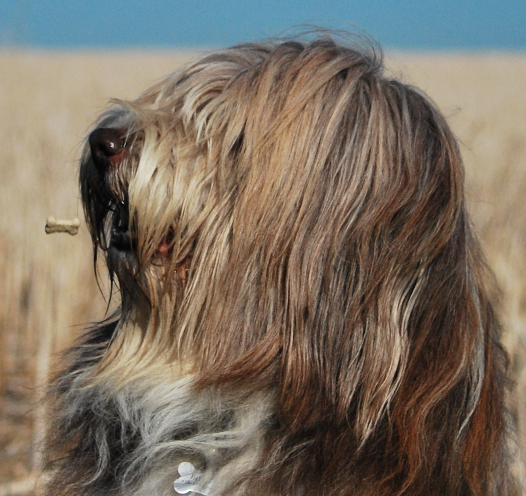 Leckerlie-Wurf-Foto mal anders interpretiert