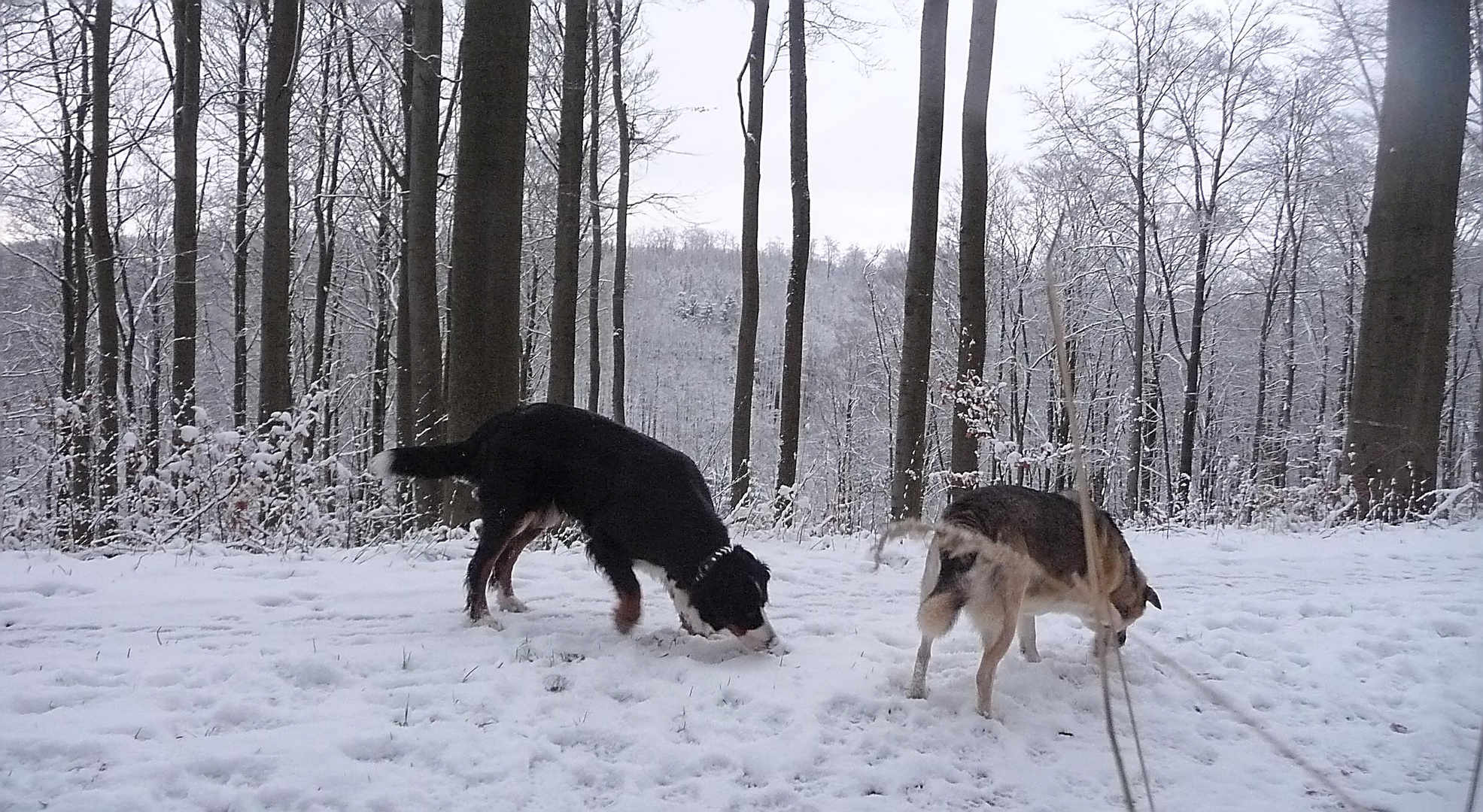 Leckerlies im Schnee suchen, eine besondere Herausforderung