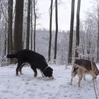 Leckerlies im Schnee suchen, eine besondere Herausforderung