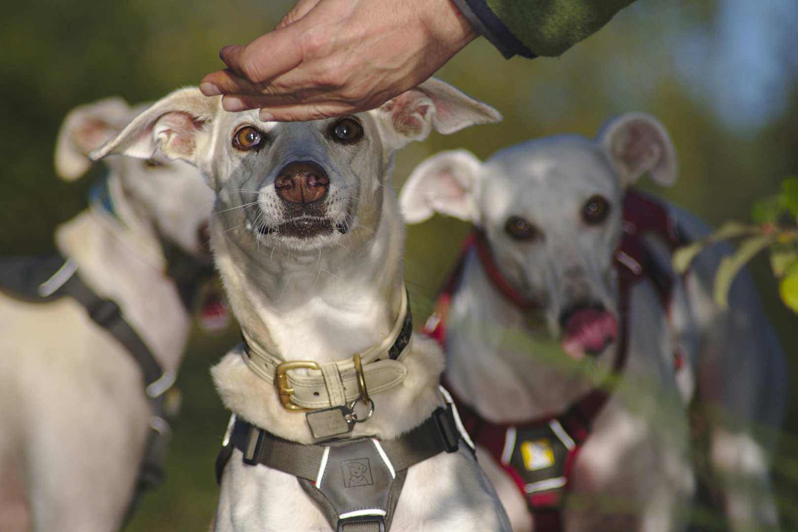 Leckerlis Foto & Bild hunde, hund, natur Bilder auf