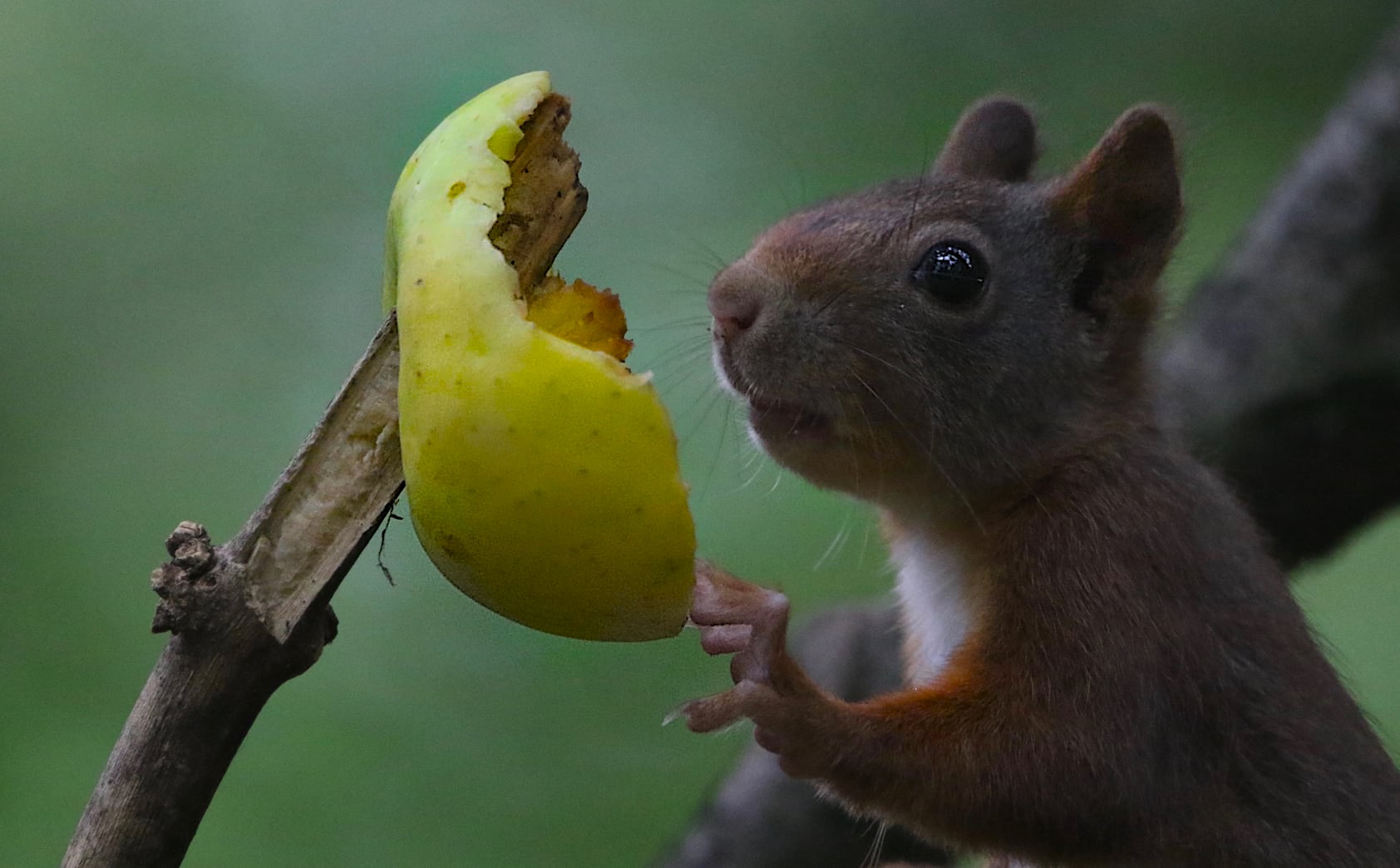 Leckermäulchen