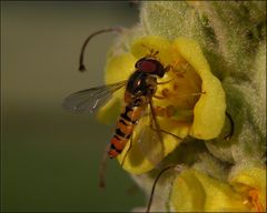 Leckermäulchen