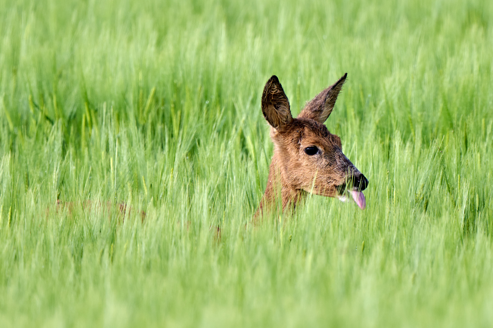 Leckermäulchen im Gerstenfeld