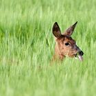 Leckermäulchen im Gerstenfeld