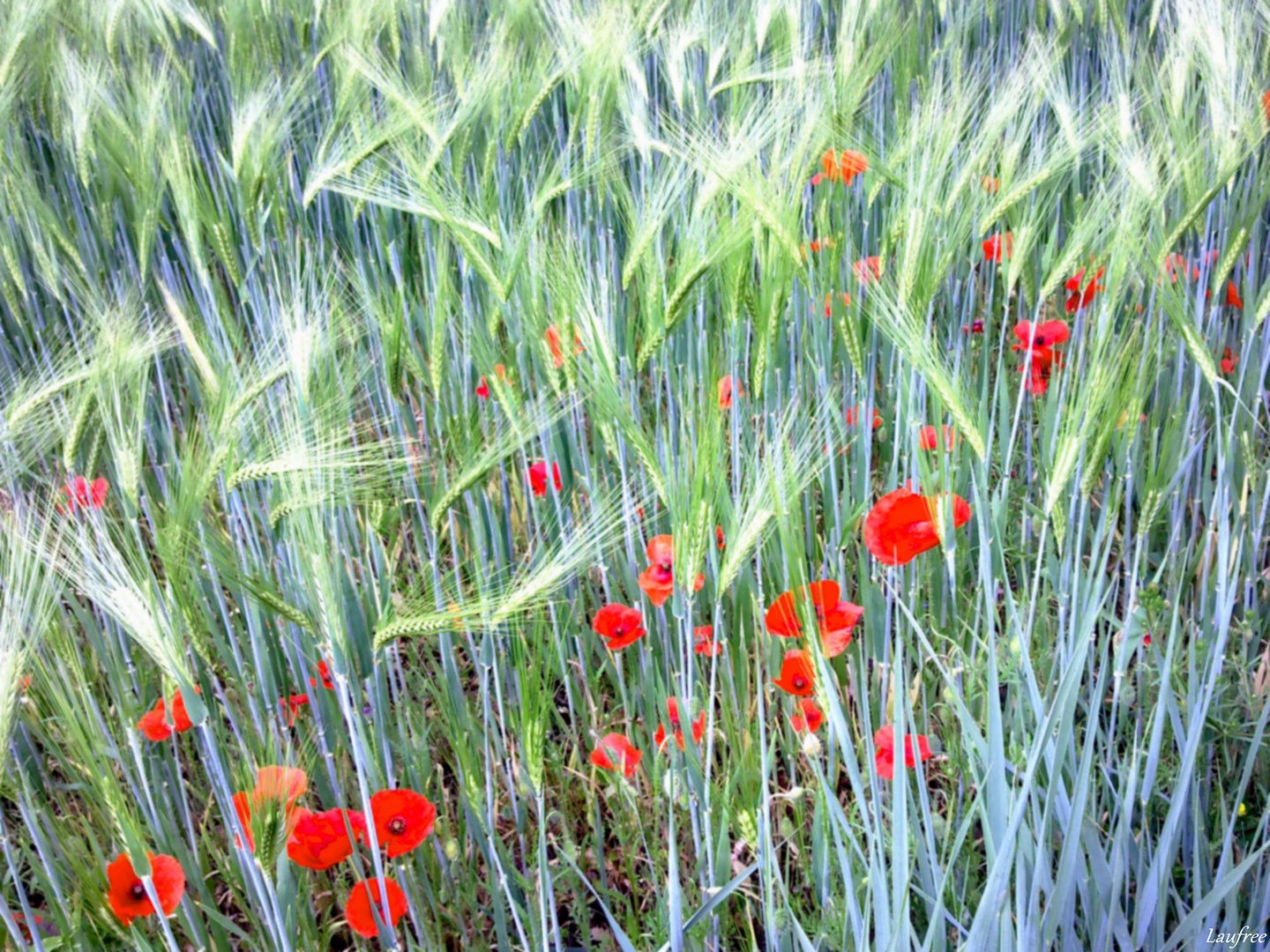 L'éclat des coquelicots