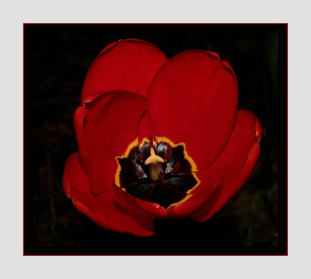 " L'éclosion de la tulipe "