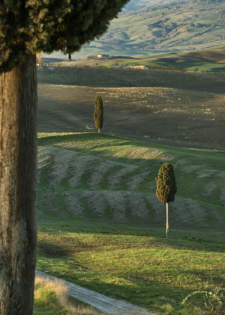 L'eco dei cipressi