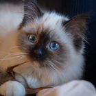 User Profile Photo