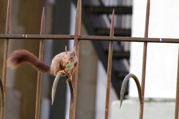 L'écureuil dans la ville
