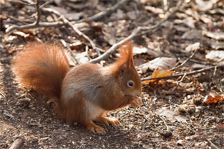 L'écureuil d'Eurasie (Eichhörnchen)