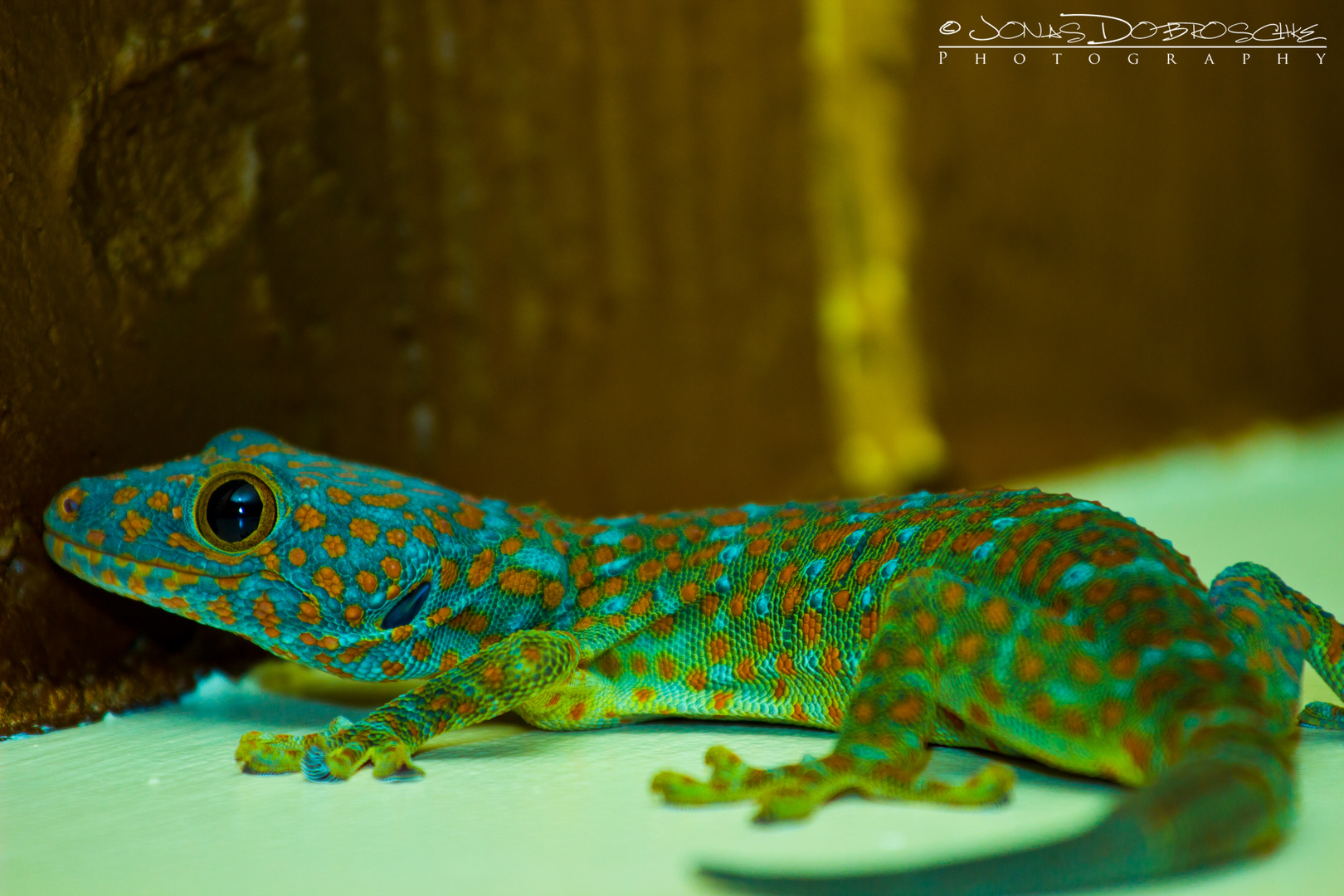 LED-Gecko-Look