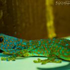 LED-Gecko-Look