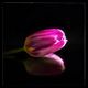 LED Tulpe