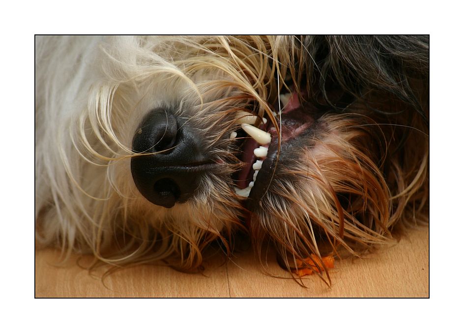 LEDER NASE Foto & Bild tiere, haustiere, hunde Bilder auf