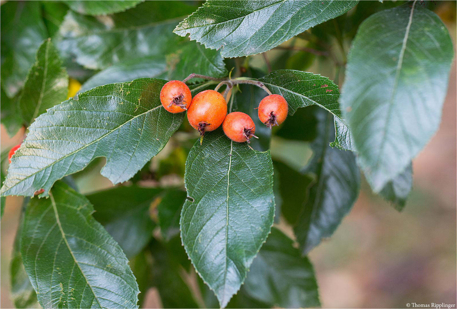 Lederblätriger Weißdorn (Crataegus x lavallei)...