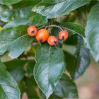 Lederblätriger Weißdorn (Crataegus x lavallei)...