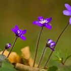 Lederblümchen - Anemone hepatica