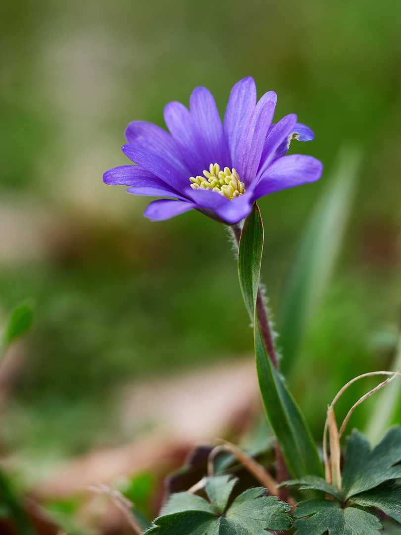 Lederblümchen