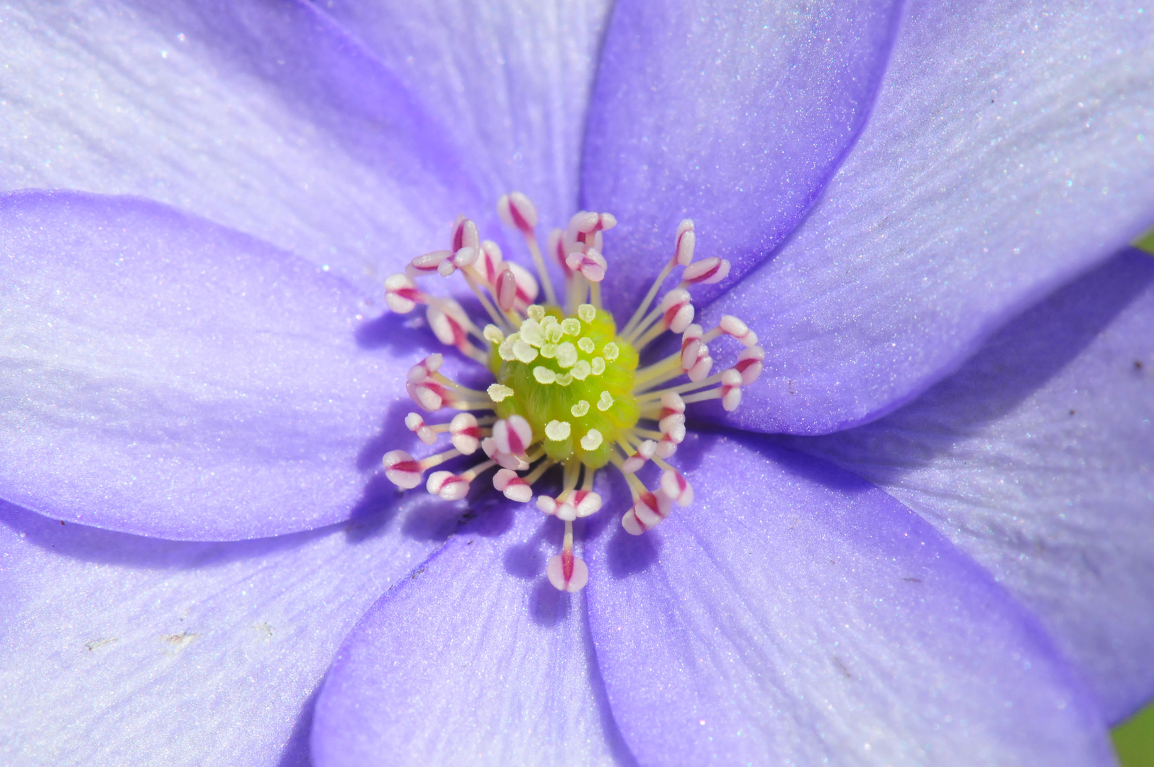 Lederblümchen - Hepatica nobilis