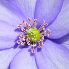 Lederblümchen - Hepatica nobilis