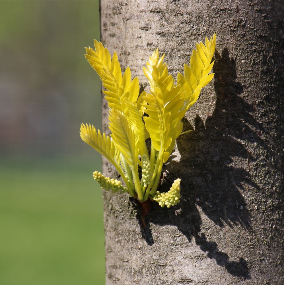  Lederhülsenbaum