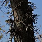 Lederhülsenbaum, Gleditschie