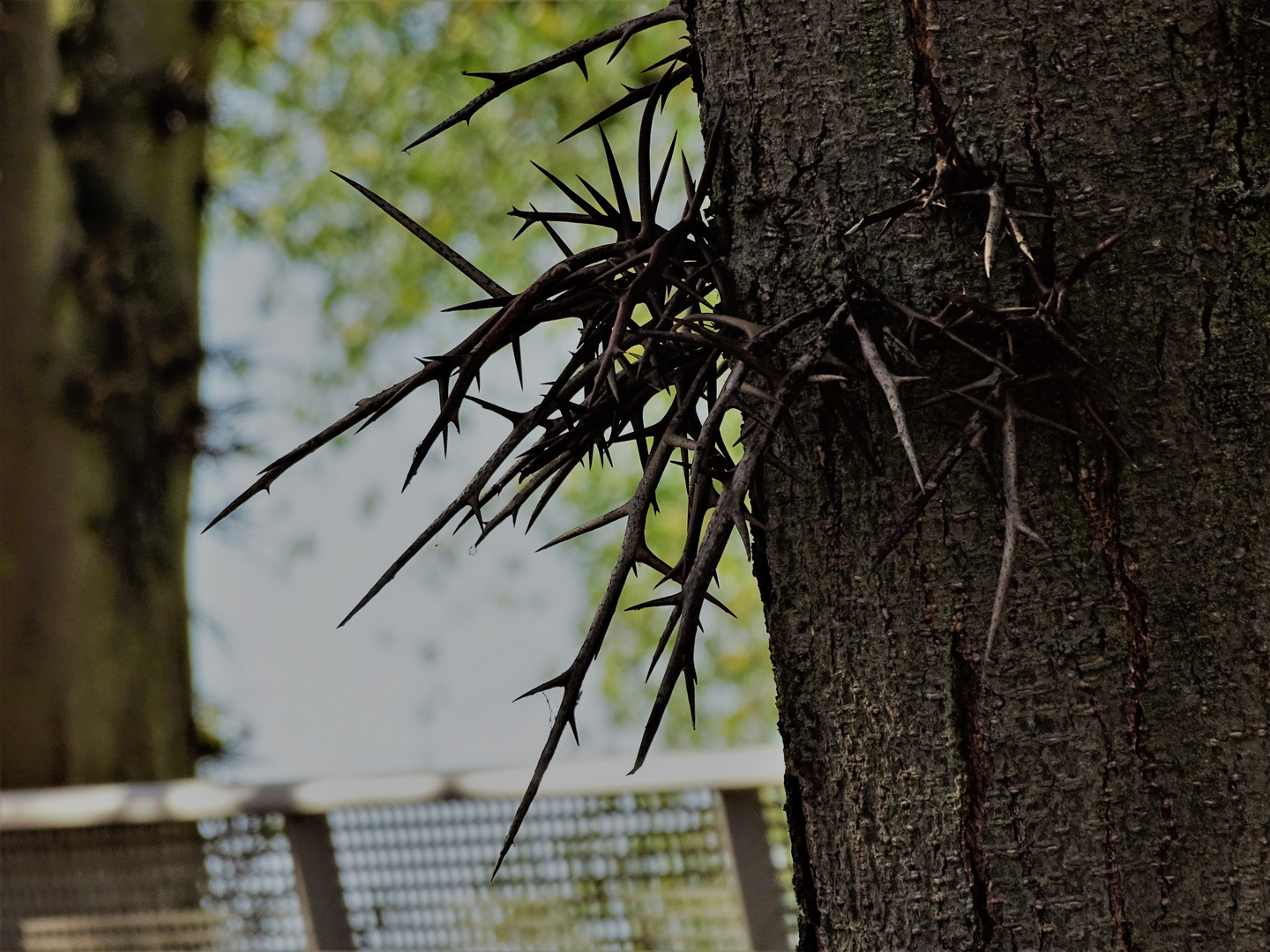 Lederhülsenbaum  (Gleditsia triacanthos)