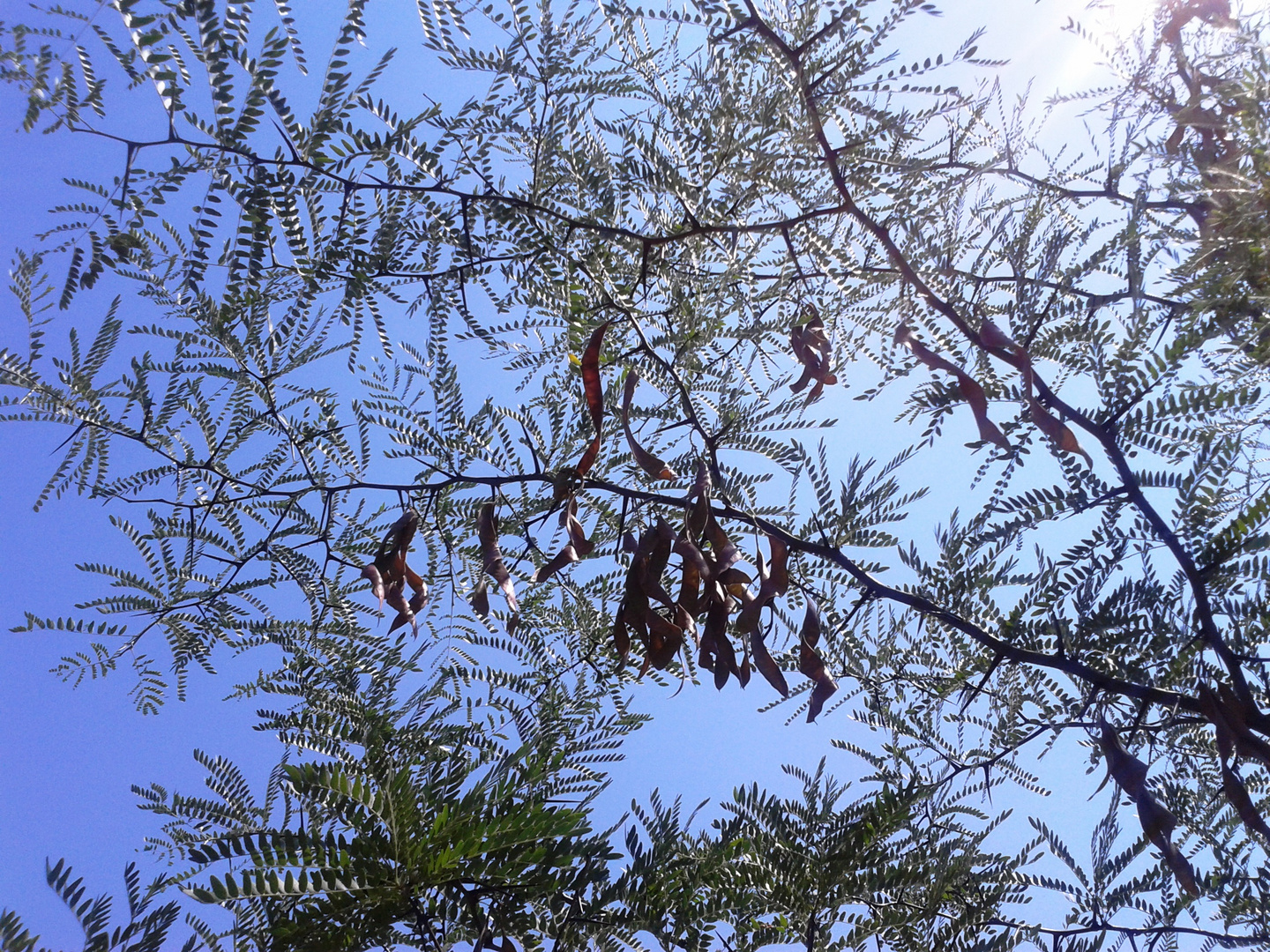 Lederhülsenbaum ( Gleditsia tricanthos ).