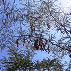 Lederhülsenbaum ( Gleditsia tricanthos ).