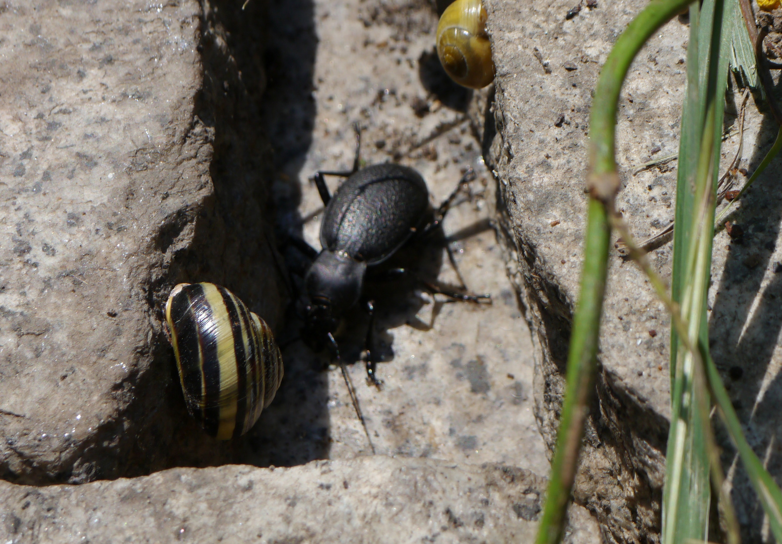 Lederkäfer? aber auf der Flucht