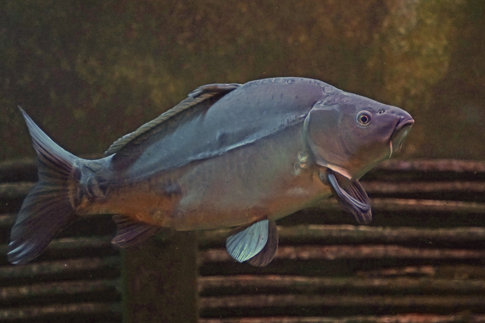 Lederkarpfen (Cyprinus carpio)