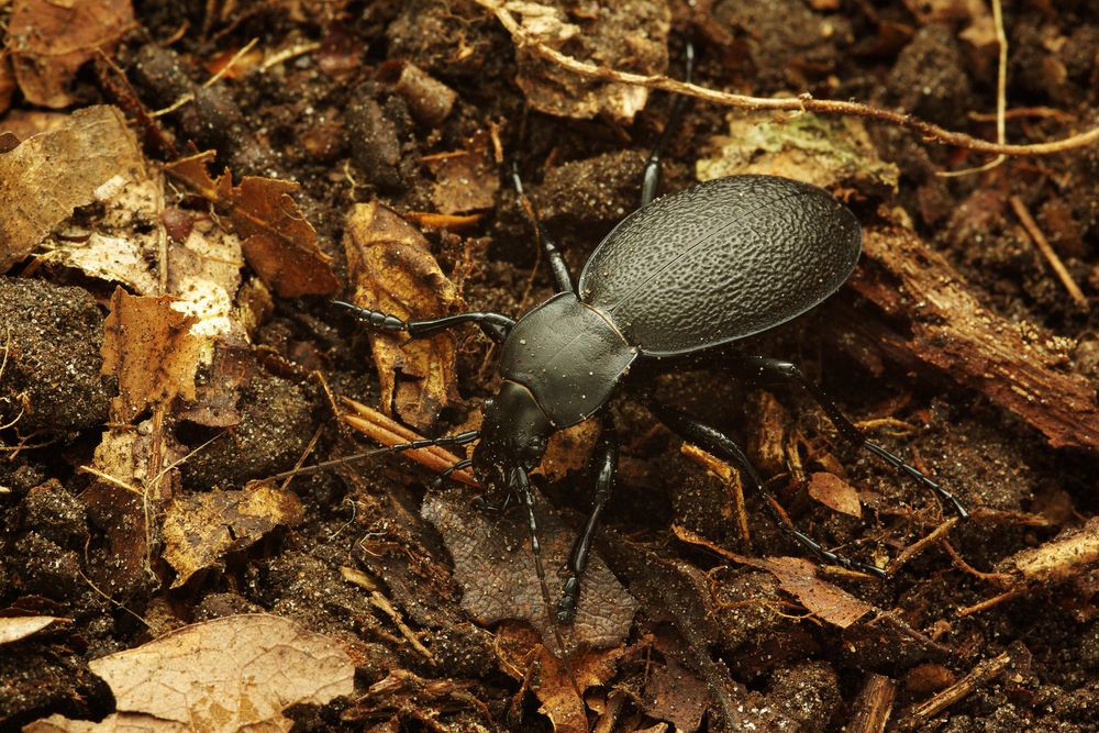 Lederlaufkäfer