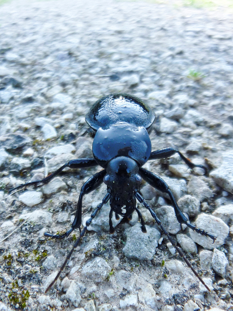 Lederlaufkäfer