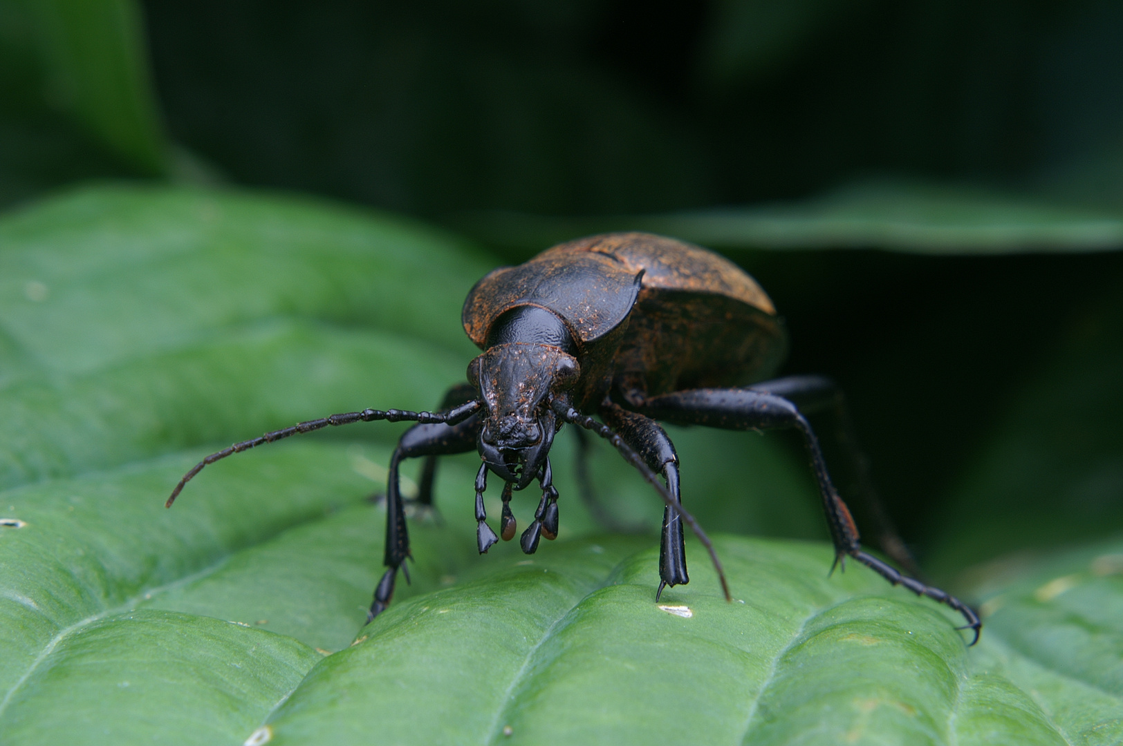 Lederlaufkäfer