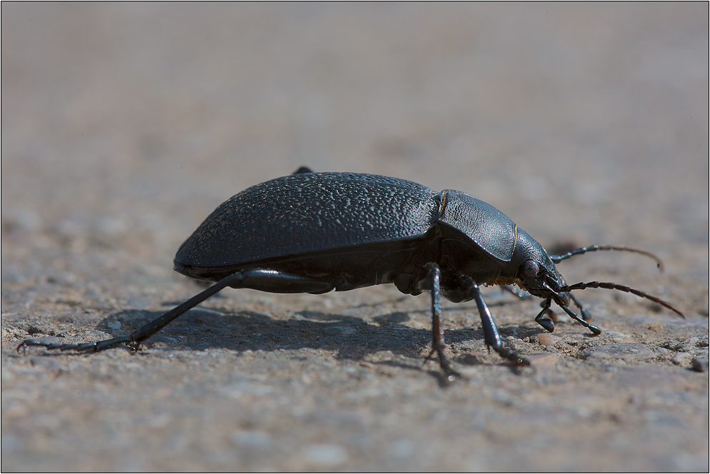 Lederlaufkäfer