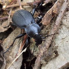 Lederlaufkäfer (Carabus coriaceus)