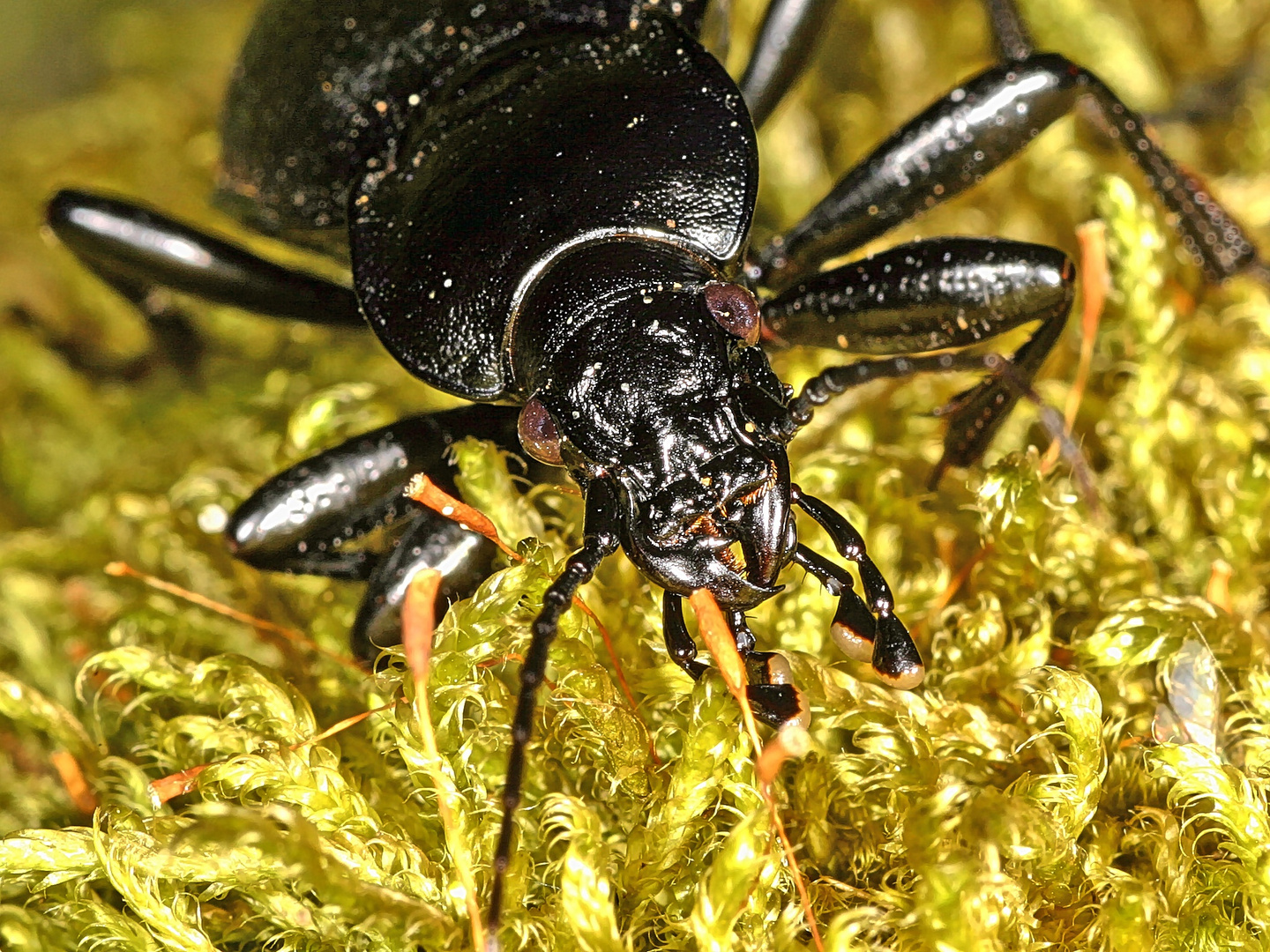 Lederlaufkäfer (Carabus coriaceus)......