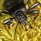 Lederlaufkäfer (Carabus coriaceus)......