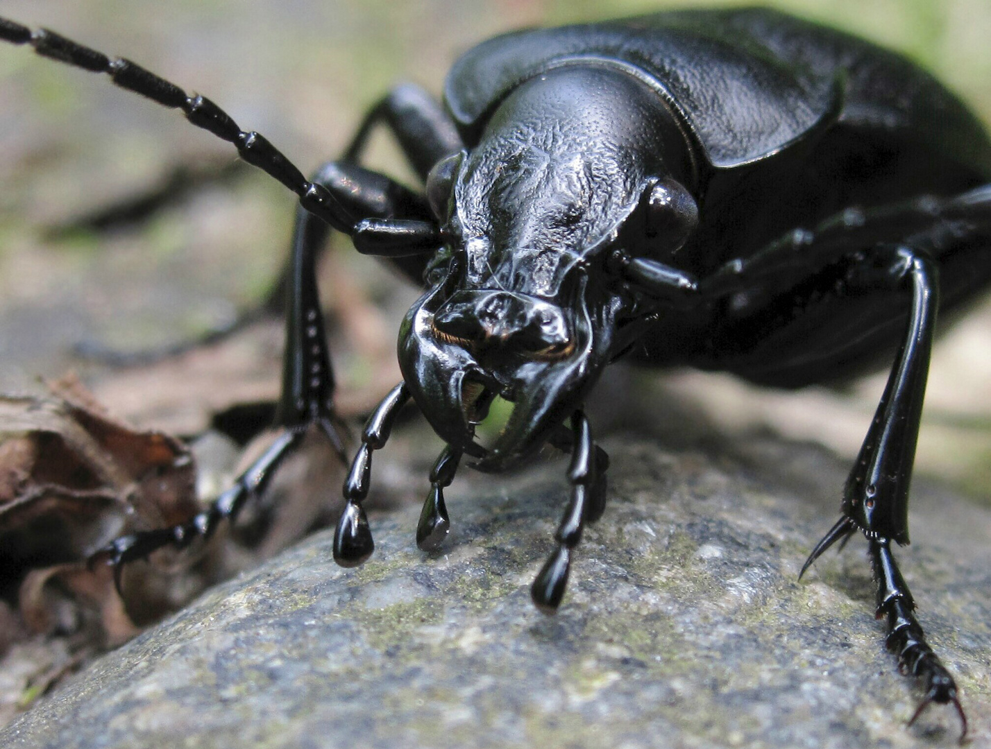 Lederlaufkäfer (Carabus coriaceus)