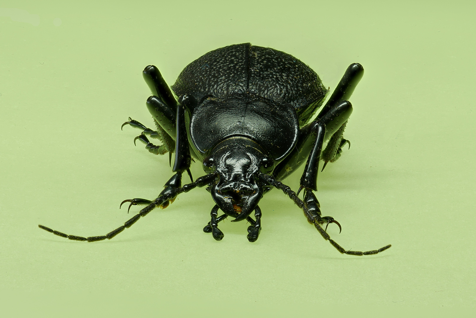 Lederlaufkäfer (Carabus coriaceus) als Stack