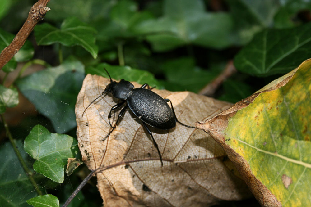 Lederlaufkäfer (Carabus coriaceus) auf Laubblatt