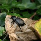 Lederlaufkäfer (Carabus coriaceus) auf Laubblatt