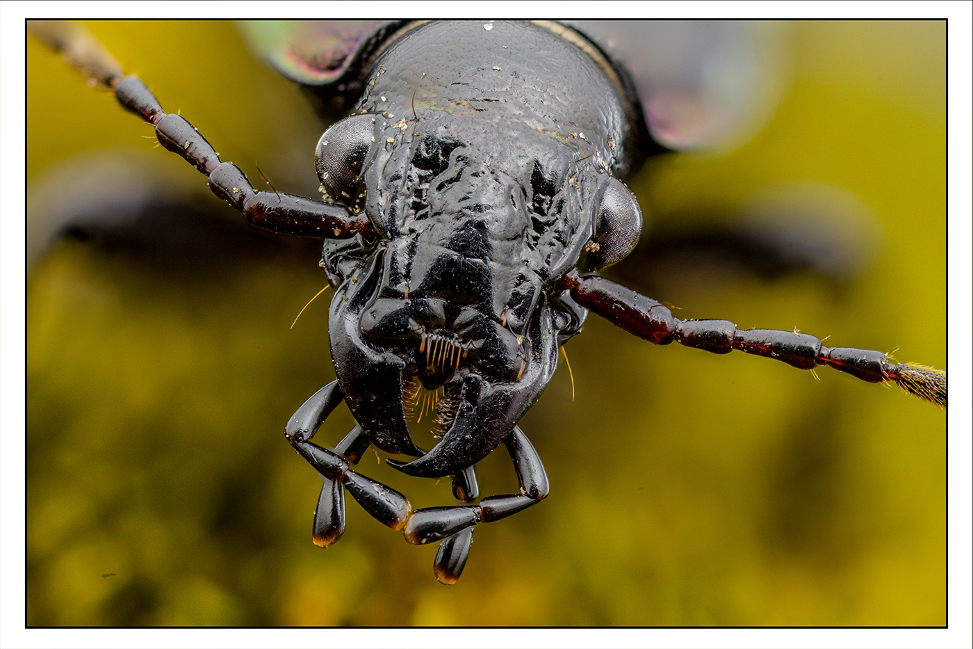 Lederlaufkäfer (Carabus coriaceus)